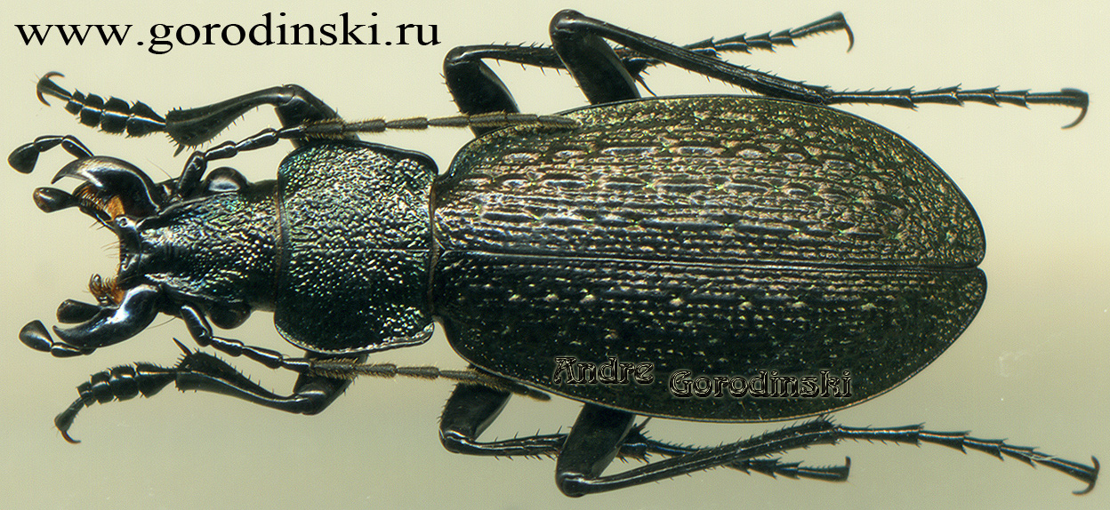 http://www.gorodinski.ru/carabus/Pagocarabus hengduanicola crassedorsum.jpg